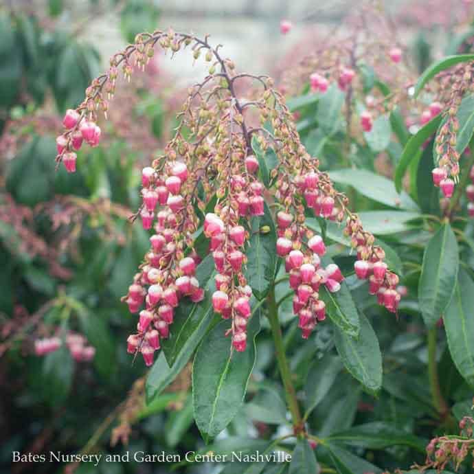 #1 Pieris japonica Gay Goblin