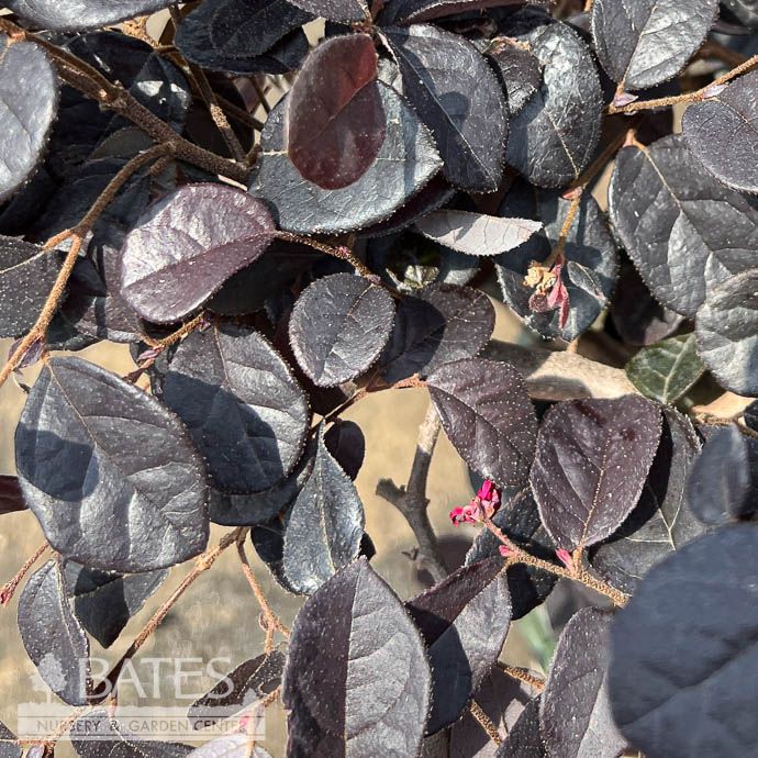 #2 Loropetalum chin Midnight Moxie/ Fringeflower - No Warranty