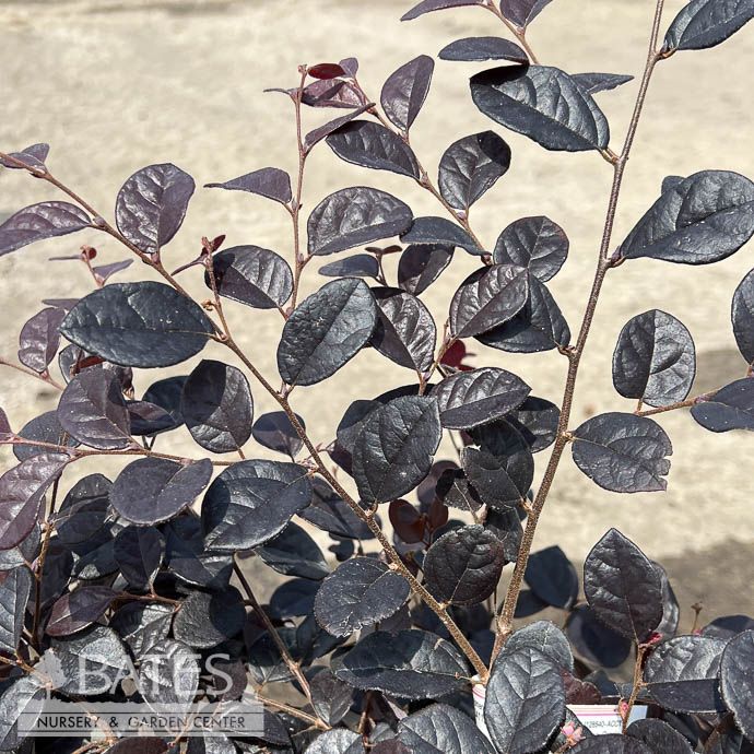 #2 Loropetalum chin Midnight Moxie/ Fringeflower - No Warranty