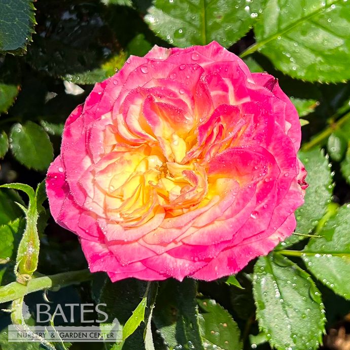 #3 Rosa Living the Dream/ Yellow and Pink Grandiflora Rose - No Warranty