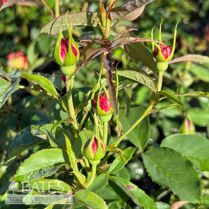 #3 Rosa Light Years Away/ Dark Magenta Floribunda Rose - No Warranty