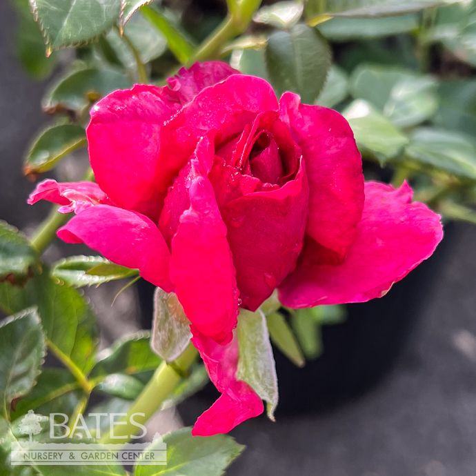 #3 Rosa Nothing But Class/ Pink Hybrid Tea Rose - No Warranty