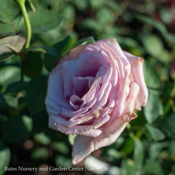 #3 Rosa Blue Girl/ Hybrid Tea Rose - No Warranty