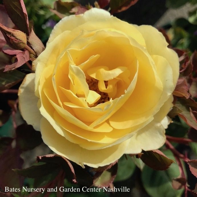 #3 Rosa Ch-Ching!/ Yellow Grandiflora Rose - No Warranty
