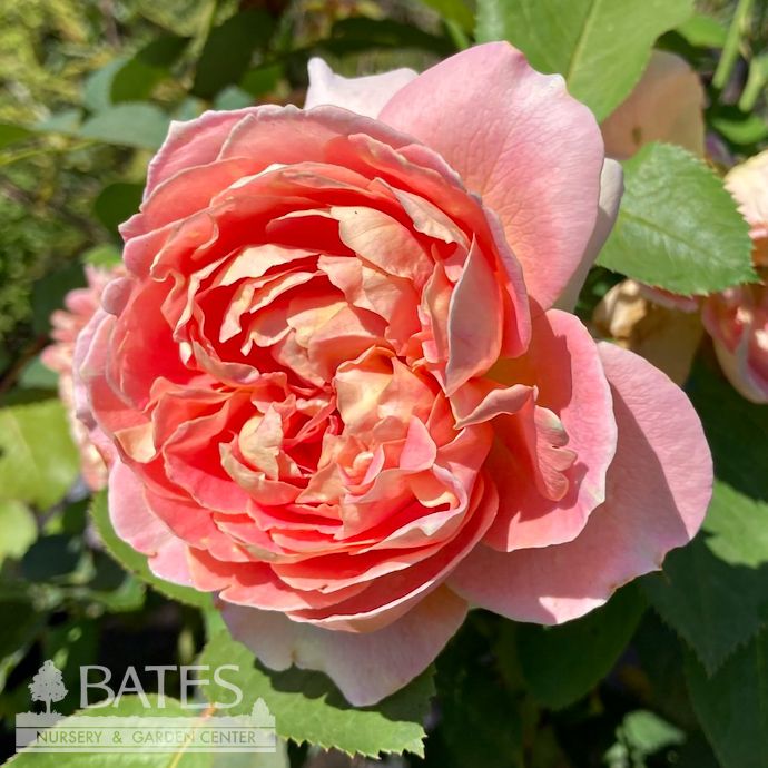 #3 Rosa Fun in the Sun/ Yellow, Pink Grandiflora Rose - No Warranty