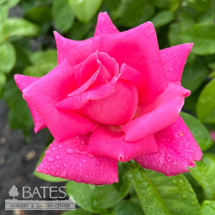 #3 Rosa Perfume Delight/ Pink Hybrid Tea Rose - No Warranty