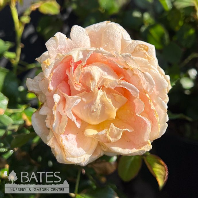 #3 Rosa Over The Moon/ Apricot Hybrid Tea Rose - No Warranty