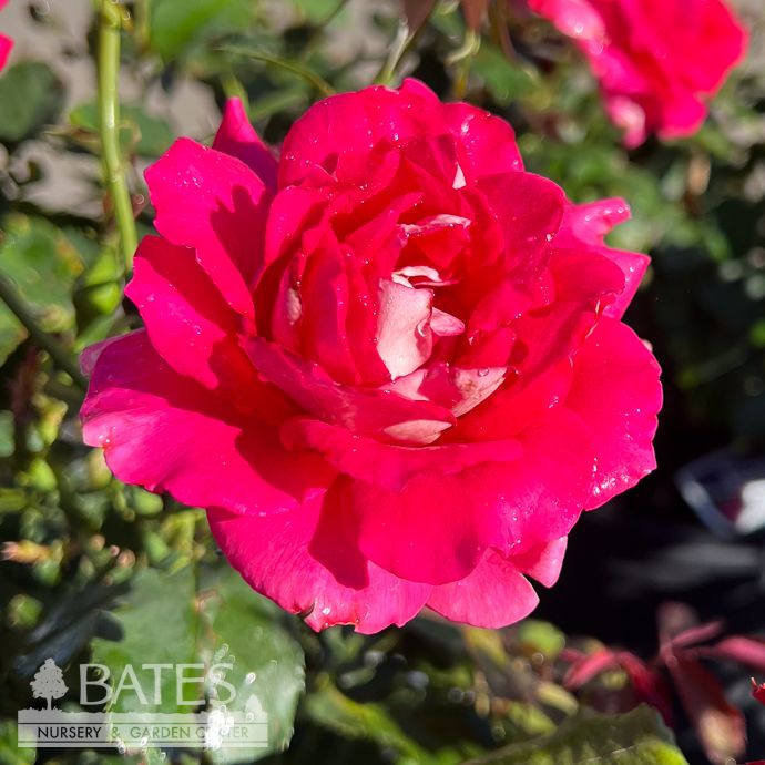 #3 Rosa Picture Perfect/ Pink and White Hybrid Tea Rose - No Warranty