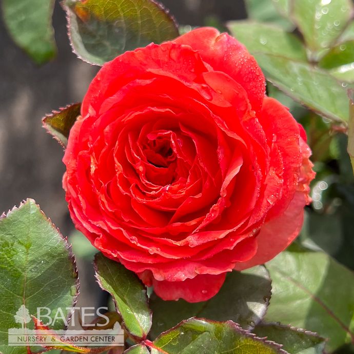 #3 Rosa Sedona/ Coral Red Hybrid Tea Rose - No Warranty