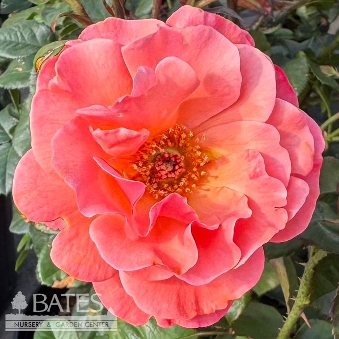 #3 Rosa Colorific/ Coral Floribunda Rose - No Warranty