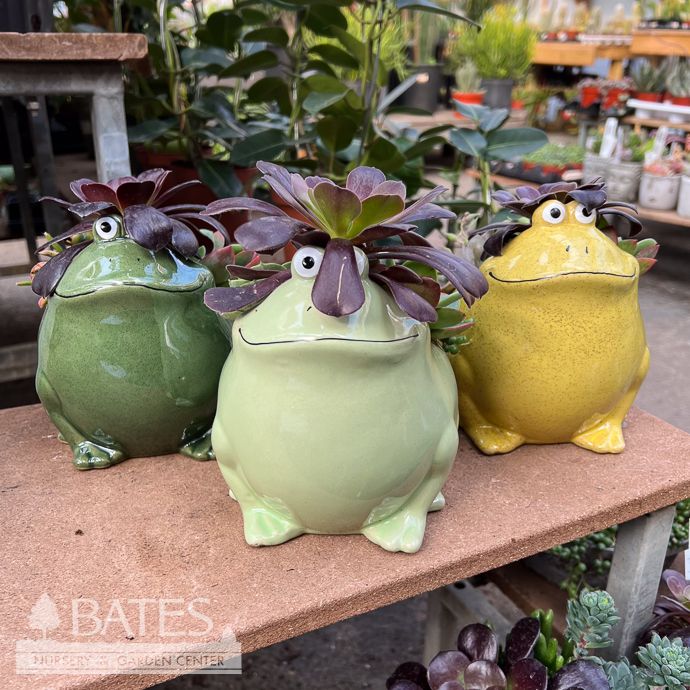 6P Ceramic Frog w/ Succulents