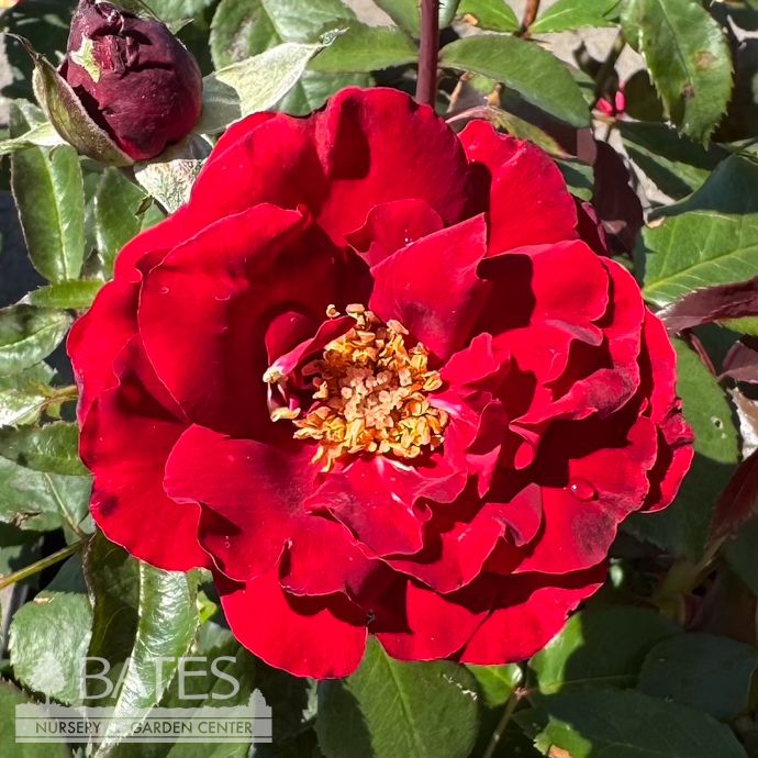 #3 Rosa Oh My!/ Red Floribunda Rose - No Warranty