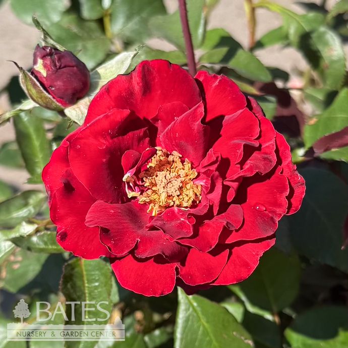 #3 Rosa Oh My!/ Red Floribunda Rose - No Warranty