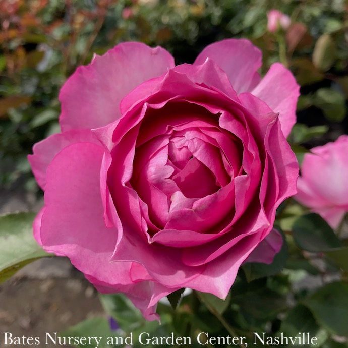 #3 Rosa Love Song/ Lavender Floribunda Rose - No Warranty