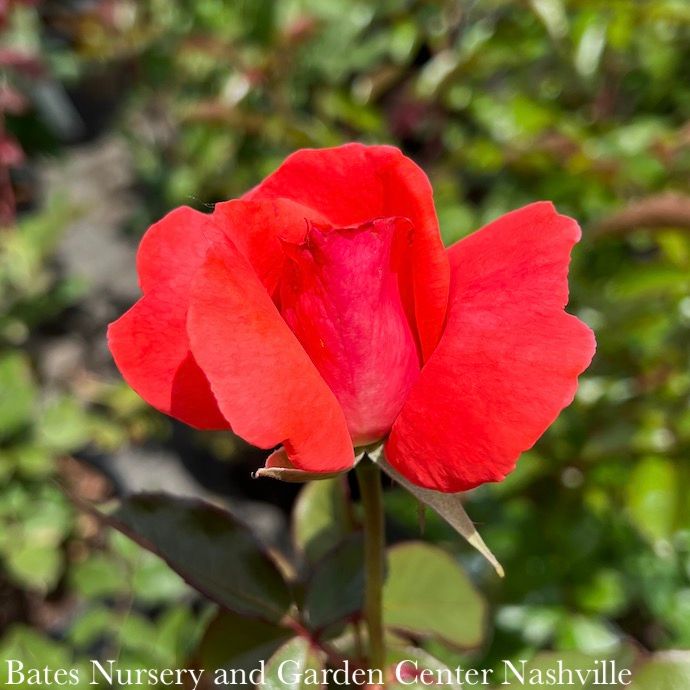 #3 Rosa America/ Deep Salmon Pink Climbing Rose  - No Warranty