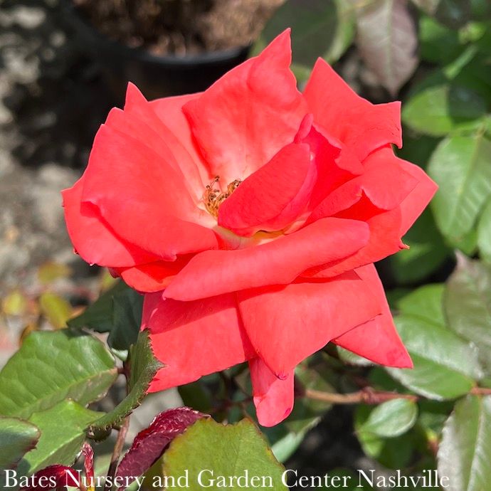 #3 Rosa America/ Deep Salmon Pink Climbing Rose  - No Warranty
