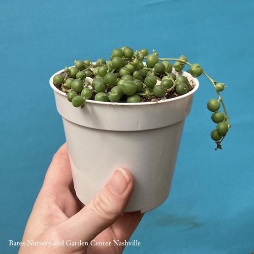 4p! String of Beans Succulent /Tropical