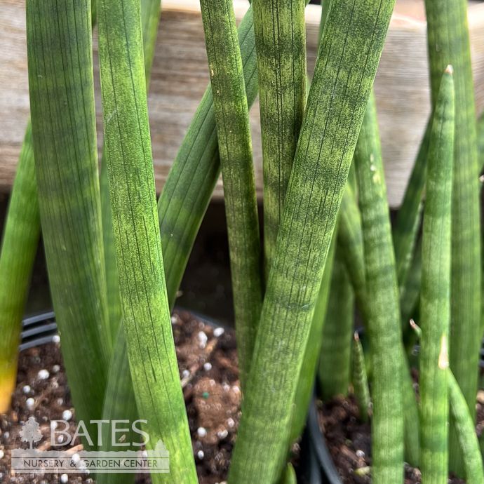 10p! Sansevieria Cylindrica Clumps /Snake Plant /Mother-in-Law Tongue /Tropical