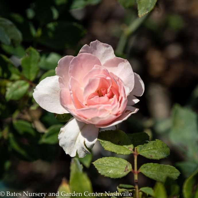 #3 Rosa Bonica/ Pink Shrub Rose - No Warranty