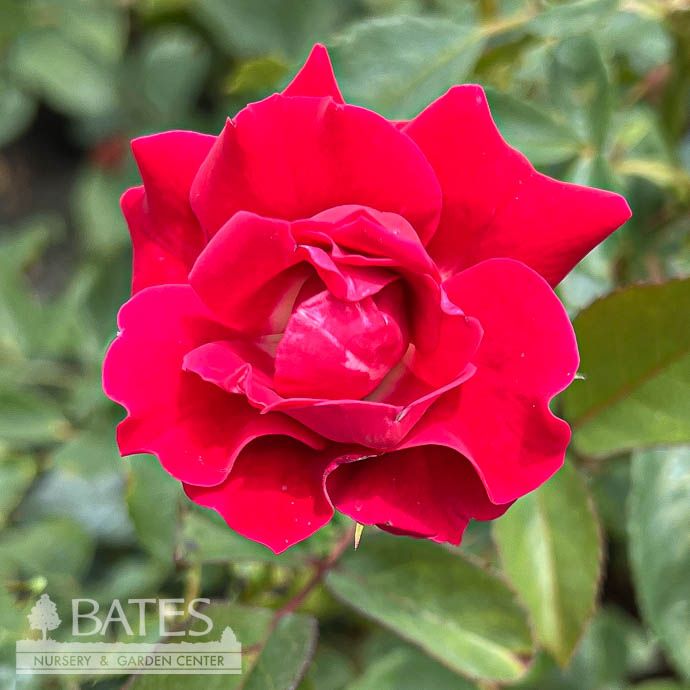 Topiary Patio Tree #3 24" Rosa Take It Easy/ Red Shrub Rose - No Warranty
