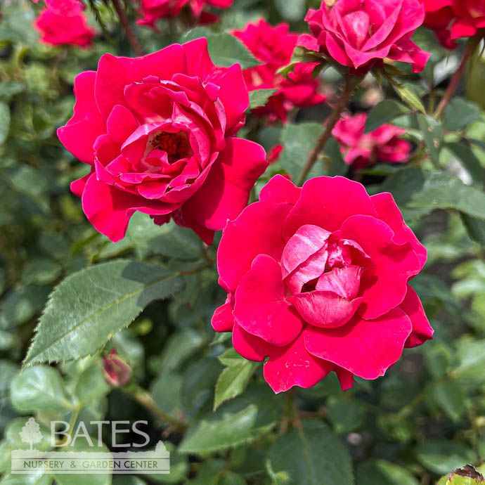 Topiary Patio Tree #3 24" Rosa Take It Easy/ Red Shrub Rose - No Warranty