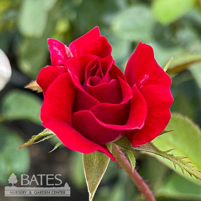 Topiary Patio Tree #3 24" Rosa Take It Easy/ Red Shrub Rose - No Warranty