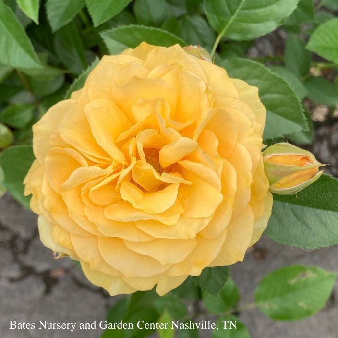 Topiary Patio Tree #3 24"  Rosa Julia Child/ Yellow Floribunda Rose - No Warranty