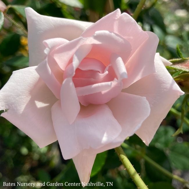 #3 Rosa New Dawn/ Pink Climbing Rose - No Warranty