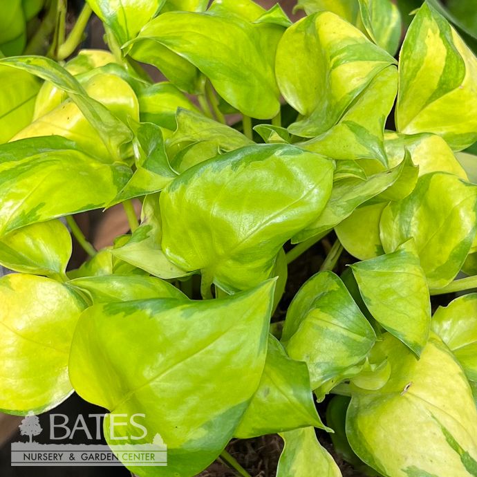 6p! Pothos Epi Neon Joy  /Devil's Ivy /Tropical