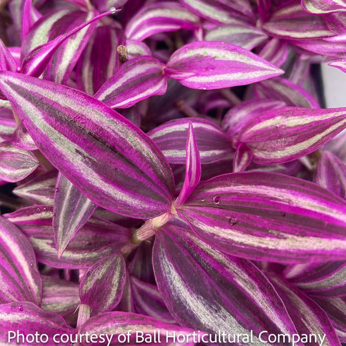 4p! Tradescantia Pink Paradise /Tropical