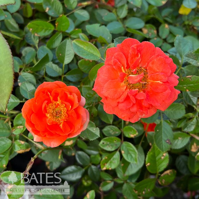 #2 Rosa All A'Twitter/ Orange Miniature Rose - No Warranty