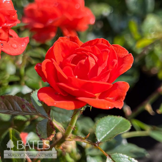 #2 Rosa All A'Twitter/ Orange Miniature Rose - No Warranty