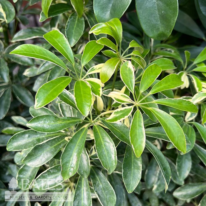 12p! Schefflera Arboricola Luseane /Variegated Bush /Tropical