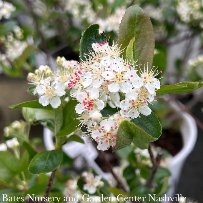 #3 Aronia melano PW Low Scape 'Mound'/ Black Chokeberry Native (TN)