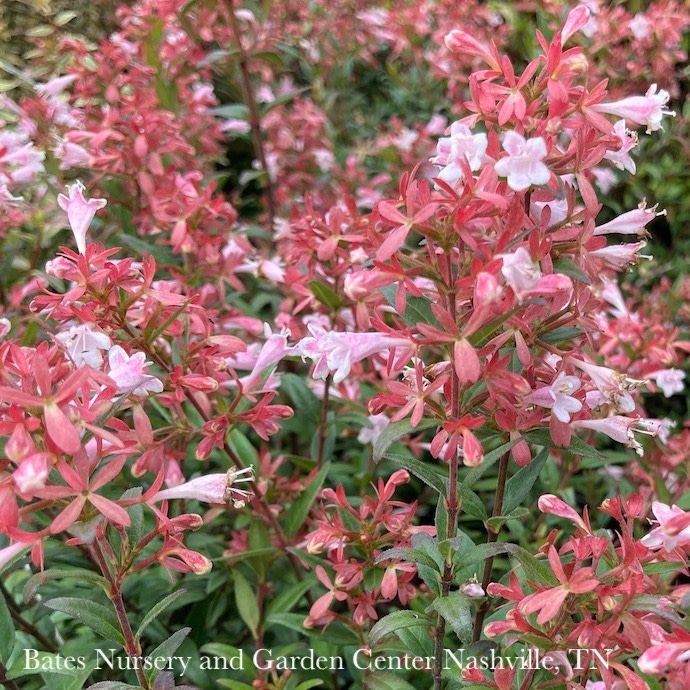 #3 Abelia chin Raspberry Perfection