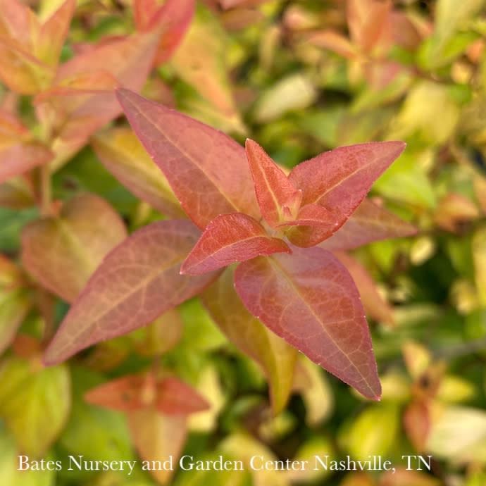 #3 Abelia x Peach Perfection/ Compact