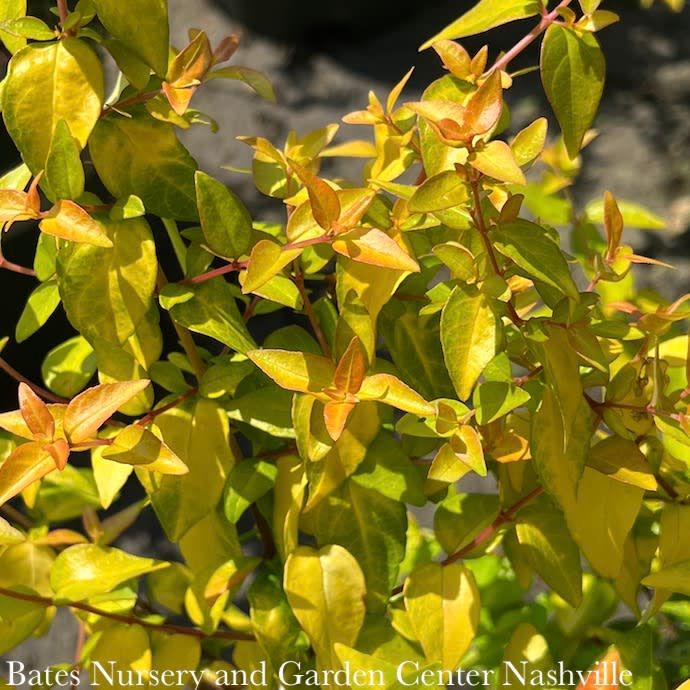 #3 Abelia x Peach Perfection/ Compact