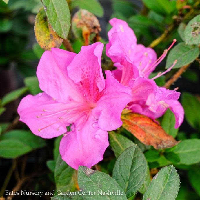 #7 Azalea x Encore Autumn Twist/ Repeat Pinks &amp; Purple