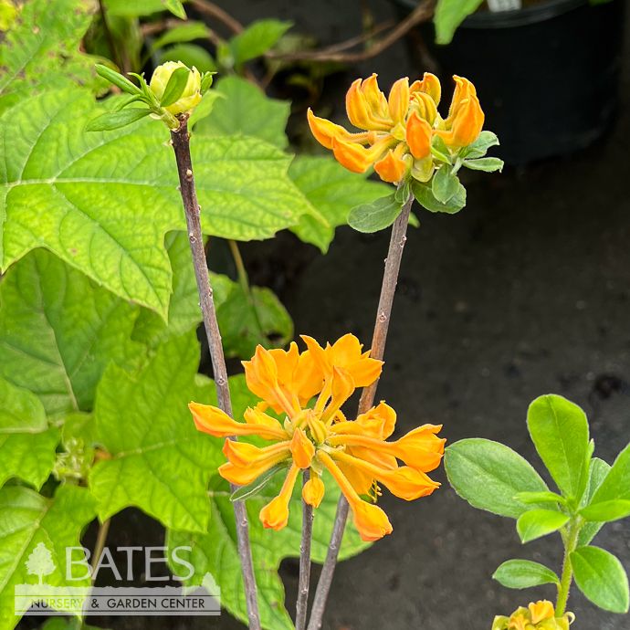 #3 Azalea x Tangerine Delight/ Deciduous Flame