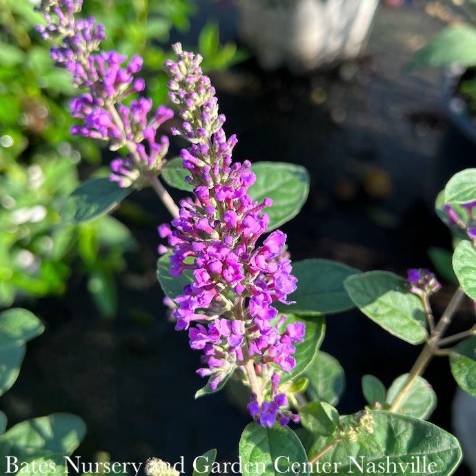 #3 Buddleia x Lo &amp; Behold 'Blue Chip JR'/ Dwarf Butterfly Bush