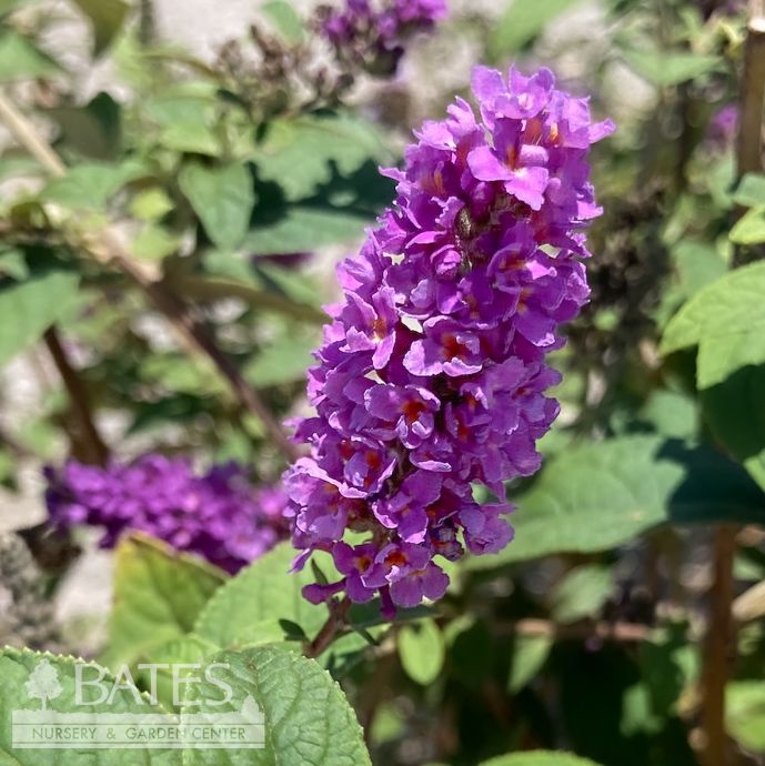 #3 Buddleia x Lo &amp; Behold 'Blue Chip JR'/ Dwarf Butterfly Bush
