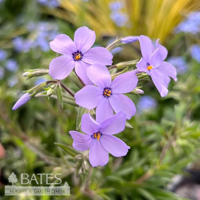 #1 Phlox x Woodlander Periwinkle/ Creeping Native (TN)