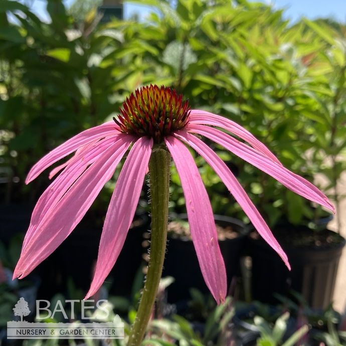 #1 Echinacea simulata/ Wavyleaf Purple Coneflower Native (TN)