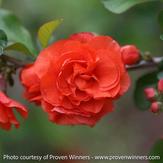 #2 Chaenomeles speciosa PW Double Take Orange/ Flowering Quince