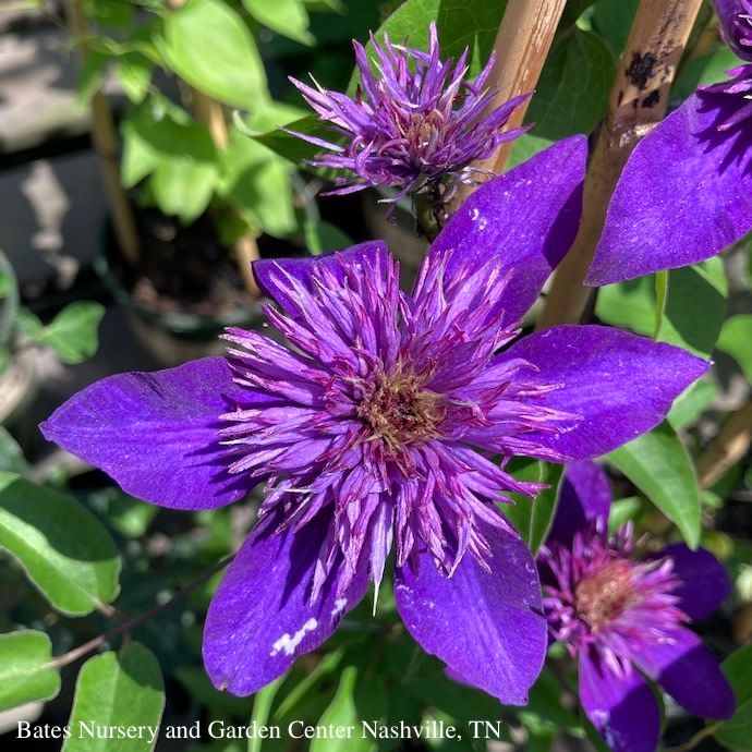 #1 Clematis x Multi-Blue
