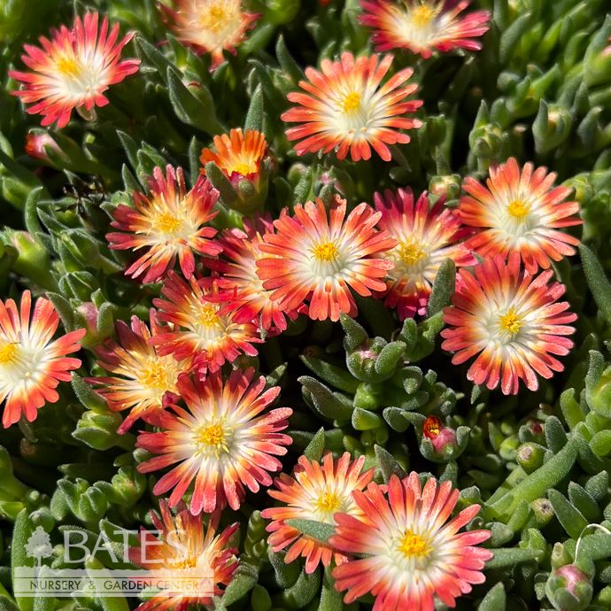 QT Delosperma Jewel of The Desert Ruby/ Ice Plant