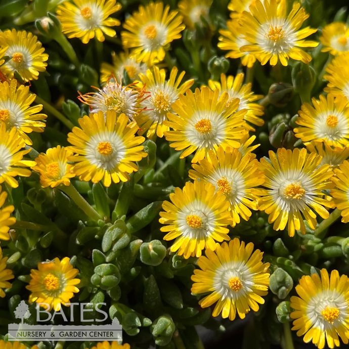 QT Delosperma Jewel of The Desert Topaz/ Ice Plant