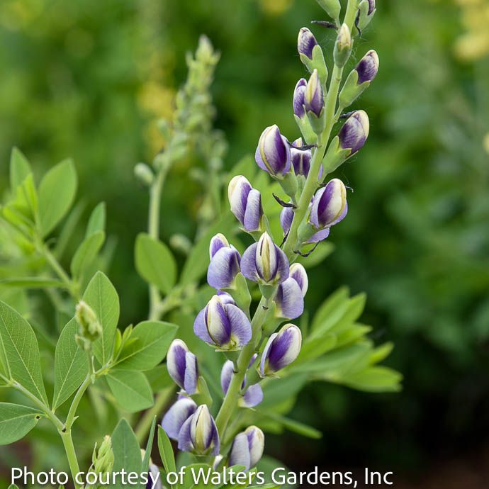 #2 Baptisia x Musical Duet/ White and Violet