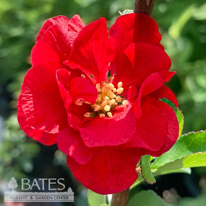 #2 Chaenomeles speciosa PW Double Take Scarlet/ Flowering Quince