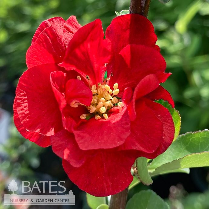 #2 Chaenomeles speciosa PW Double Take Scarlet/ Flowering Quince